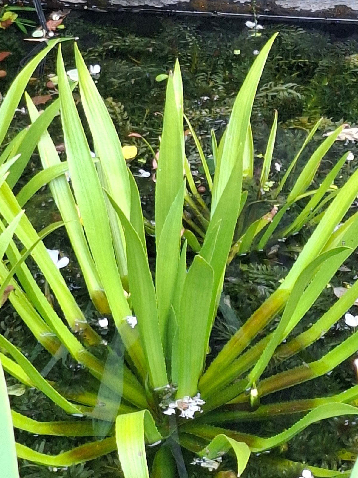 Waterplanten voor vijver of waterpartij, Ophalen