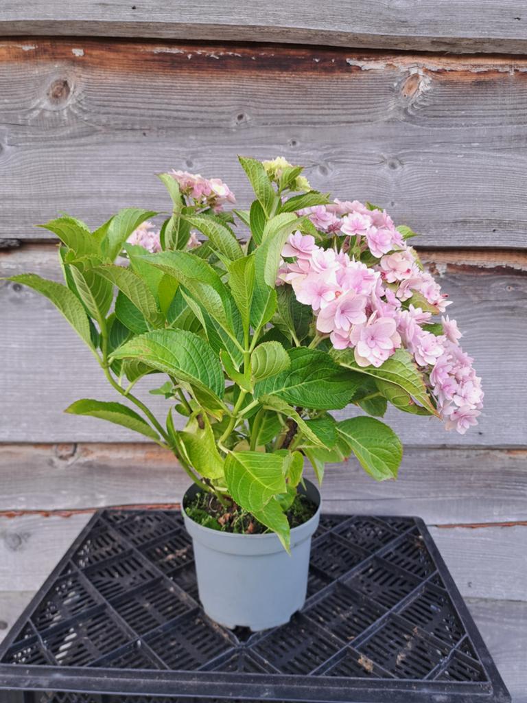 Hydrangea macrophylla Love, Tuin en Terras, Planten | Tuinplanten, Ophalen, Overige soorten, Halfschaduw