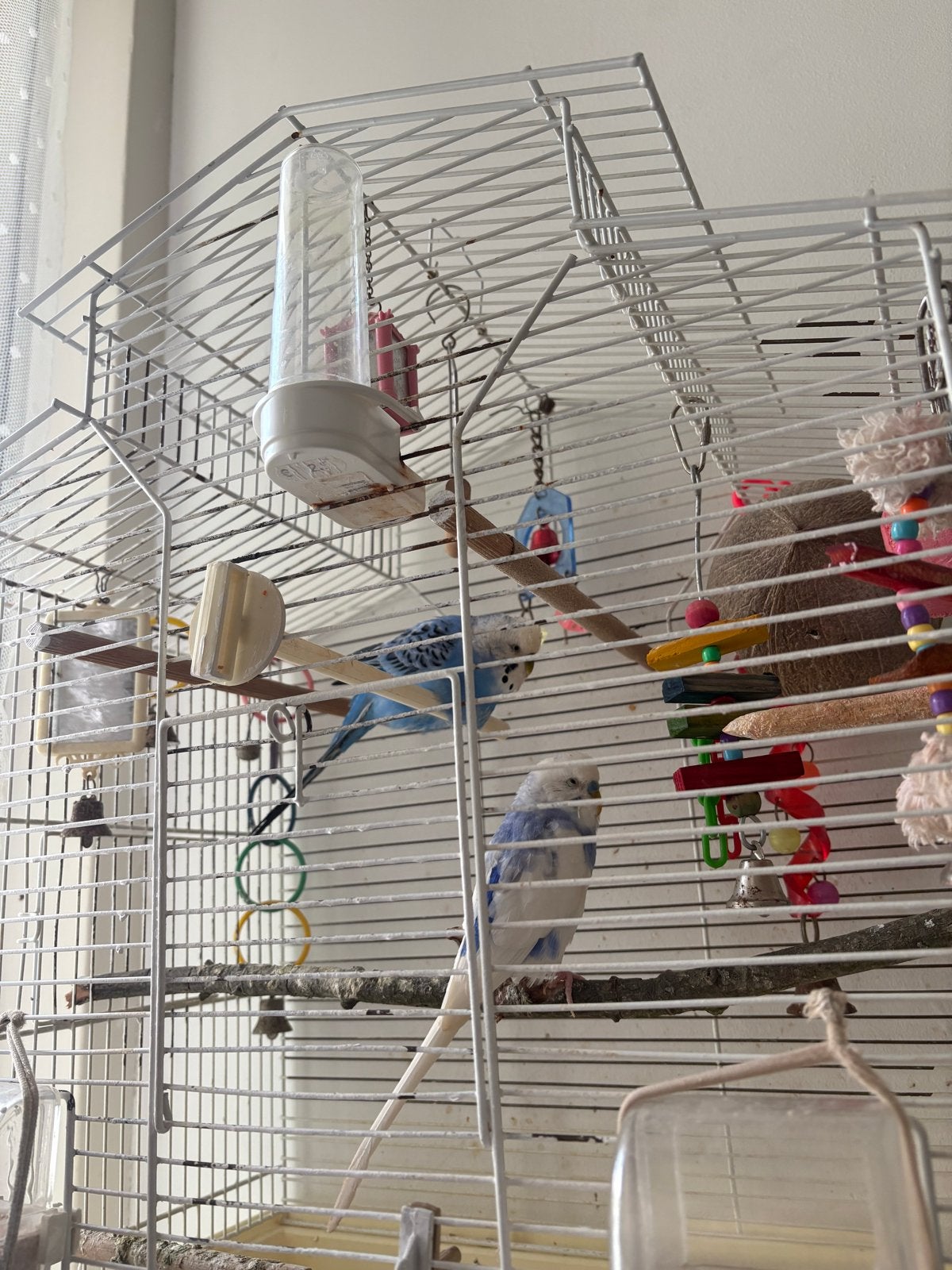 parkietjes, Meerdere dieren, Parkiet