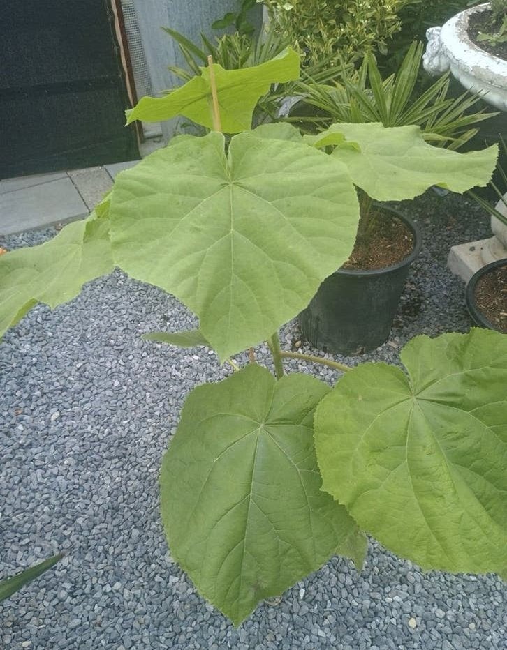 Te koop Anna paulownia boom, Ophalen, Overige soorten