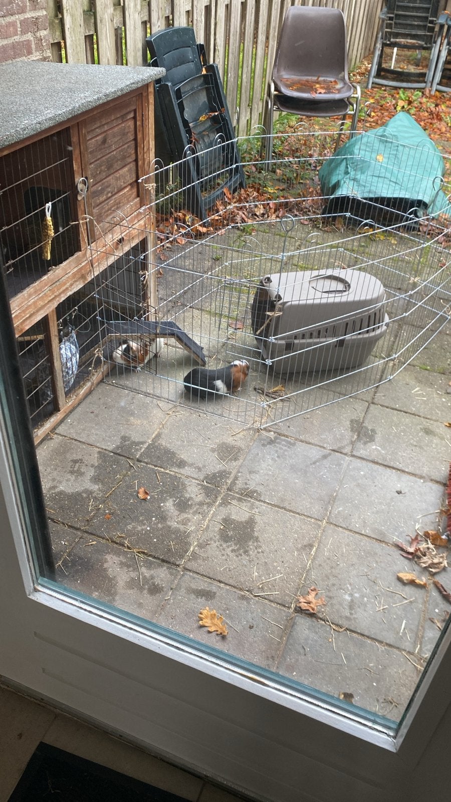 2 cavia’s, Dieren en Toebehoren, Augustus, Mannelijk, Cavia