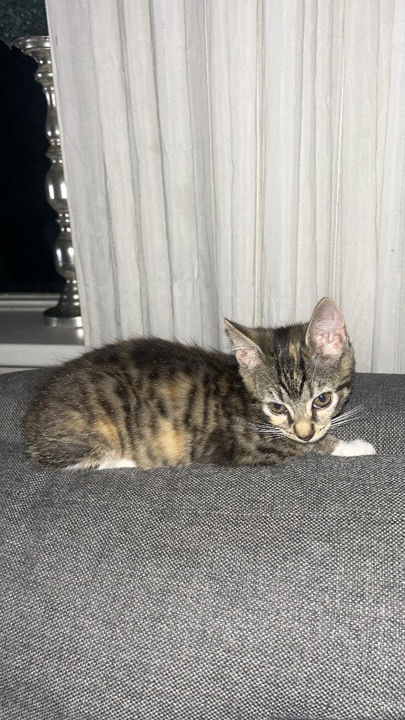 Kittens, Dieren en Toebehoren, Katten en Kittens | Overige Katten, Meerdere dieren, Kortharig, 0 tot 2 jaar