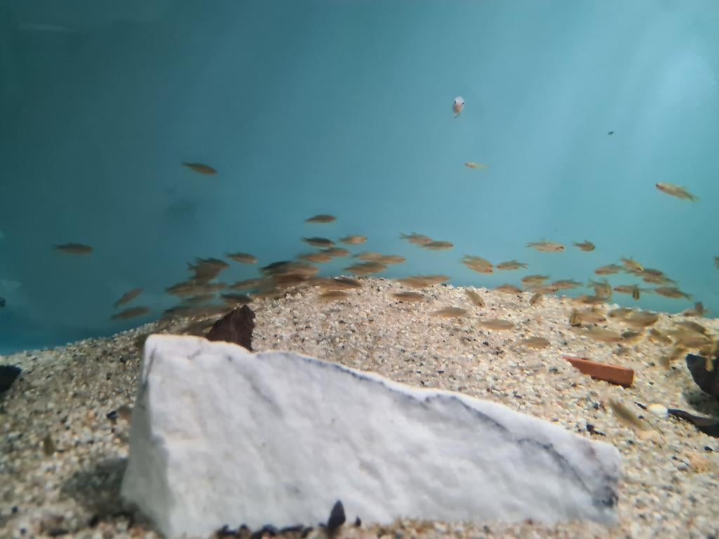 Microrasbora Galaxy bij Sjaka's Fish Heaven, Dieren en Toebehoren, Vis, Zoetwatervis