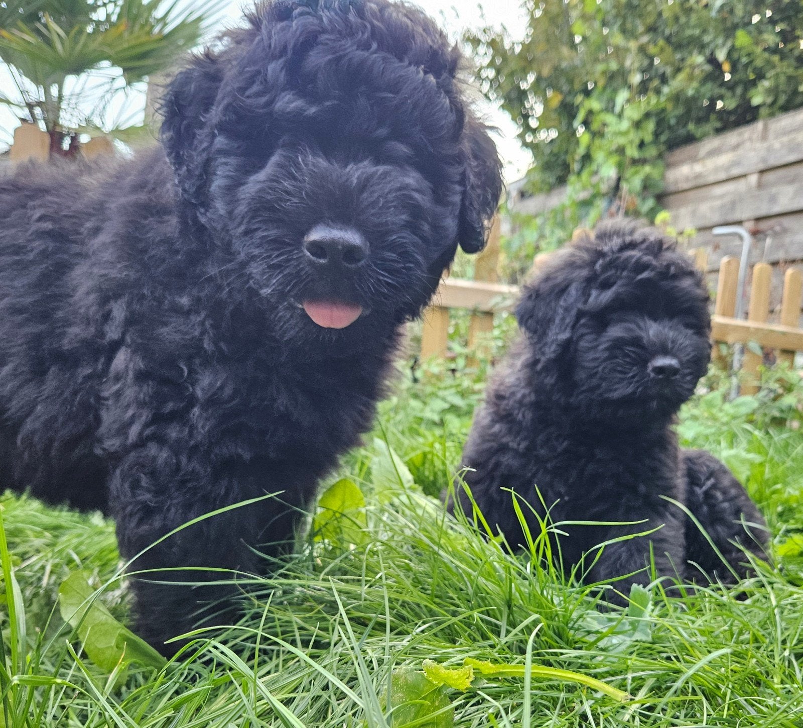 Erg mooie Bouvier pups, Bouvier, Reu, 8 tot 15 weken, Parvo