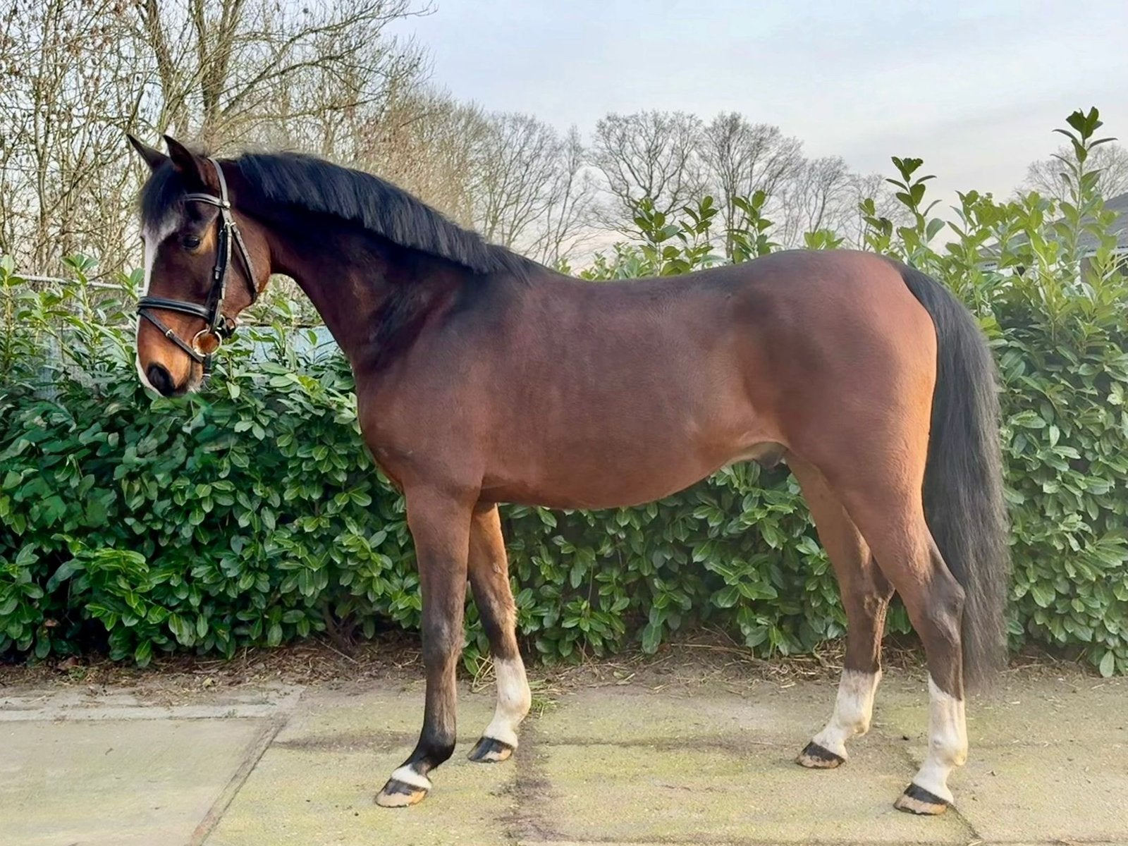 Brave allrounder, Dieren en Toebehoren, Pony's, Ruin, B, E pony (1.48m - 1.57m), Recreatiepony, 7 tot 10 jaar, Met stamboom, Gechipt