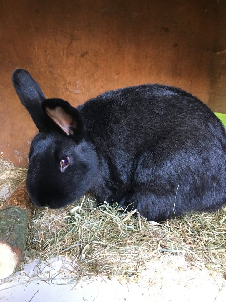 Lotharinger ram (ingeënt), Dieren en Toebehoren, Mannelijk, Middelgroot, 0 tot 2 jaar