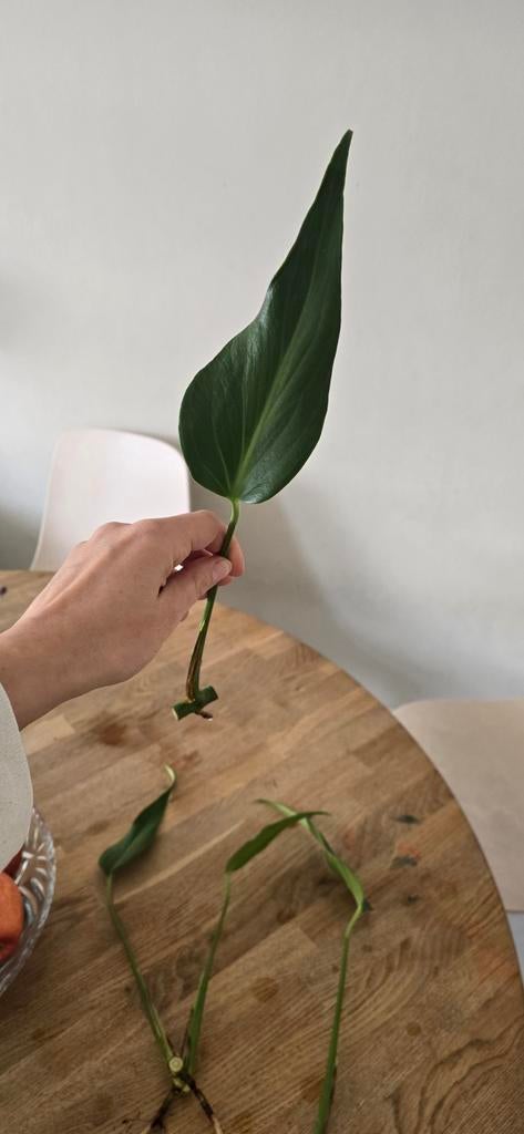 Monstera Burle Marx Flame - Gewortelde stek, Overige soorten, Vaste plant, Ophalen of Verzenden, Bloeit niet