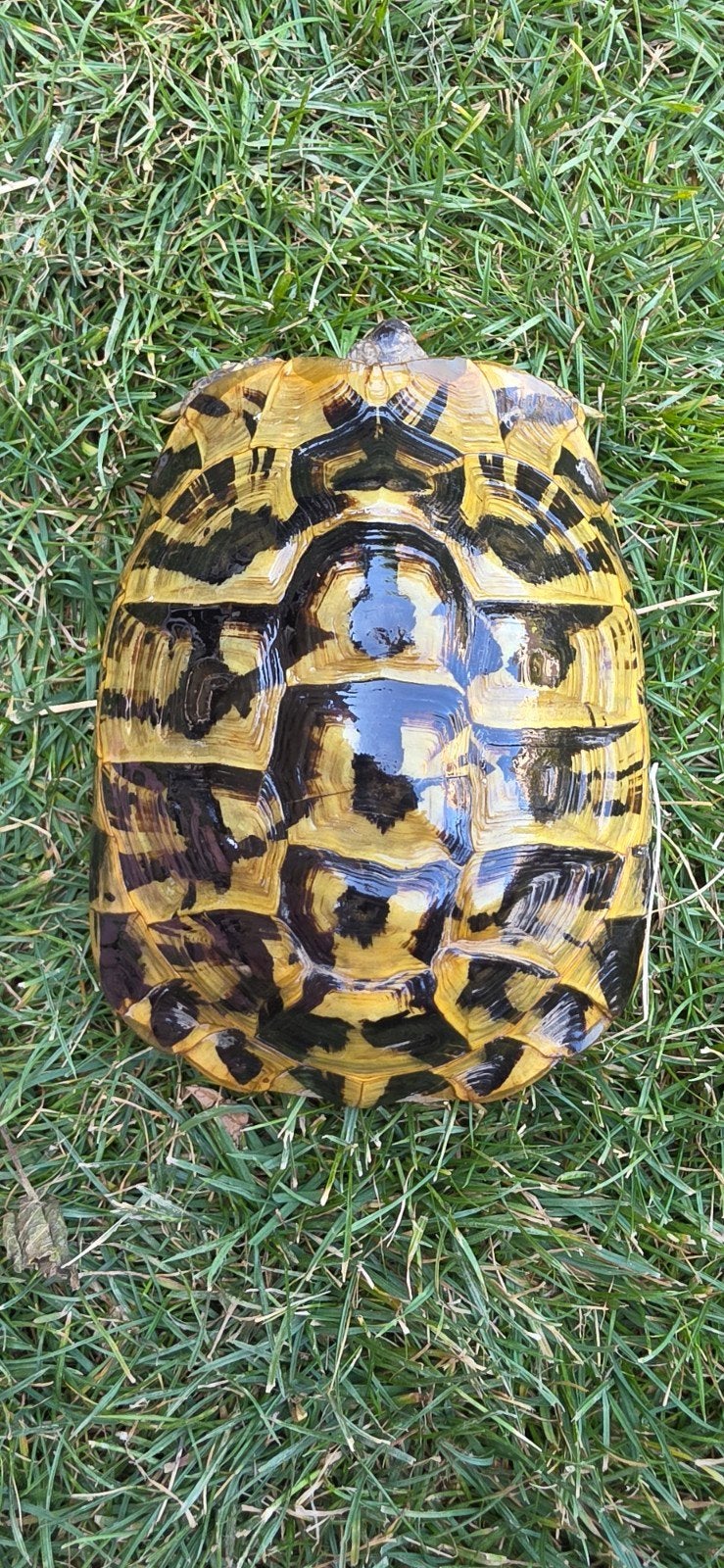 Kweekgroep testudo hermanni hermanni (etna) Tortoise photo 2
