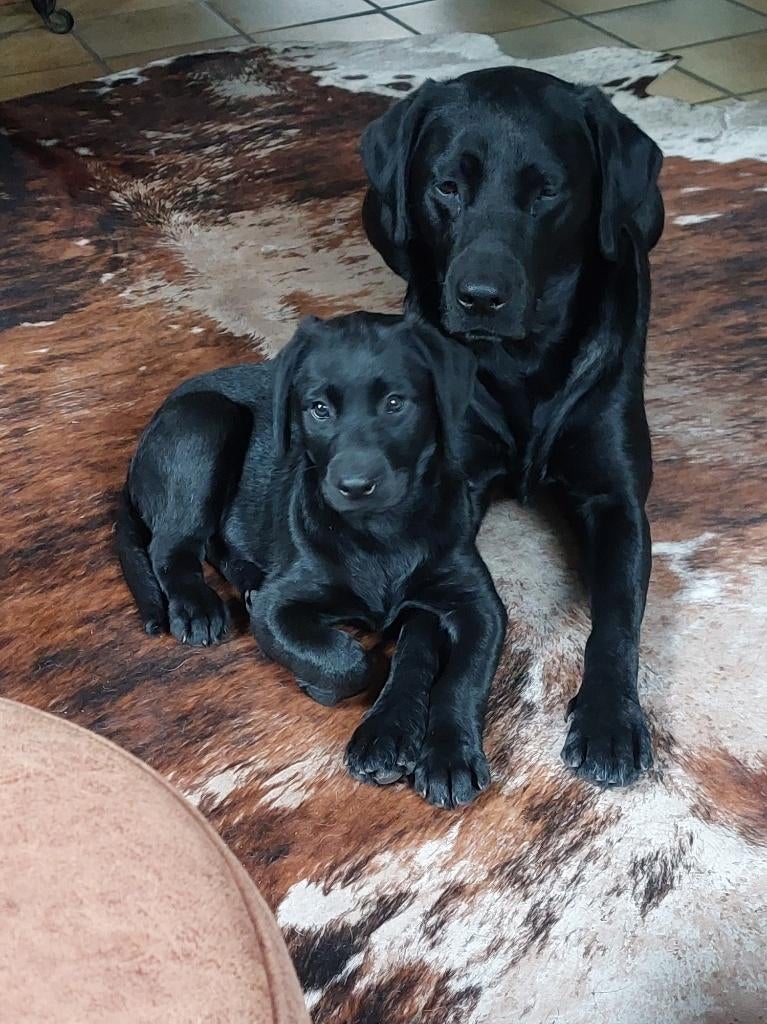 Prachtige zwarte labrador pups met stamboom, Dieren en Toebehoren, Honden | Retrievers, Spaniëls en Waterhonden, 8 tot 15 weken