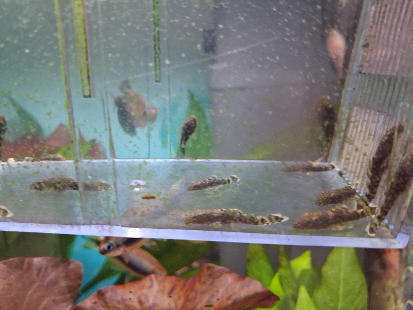 Jonge pleco,s/ algeneters, Vis