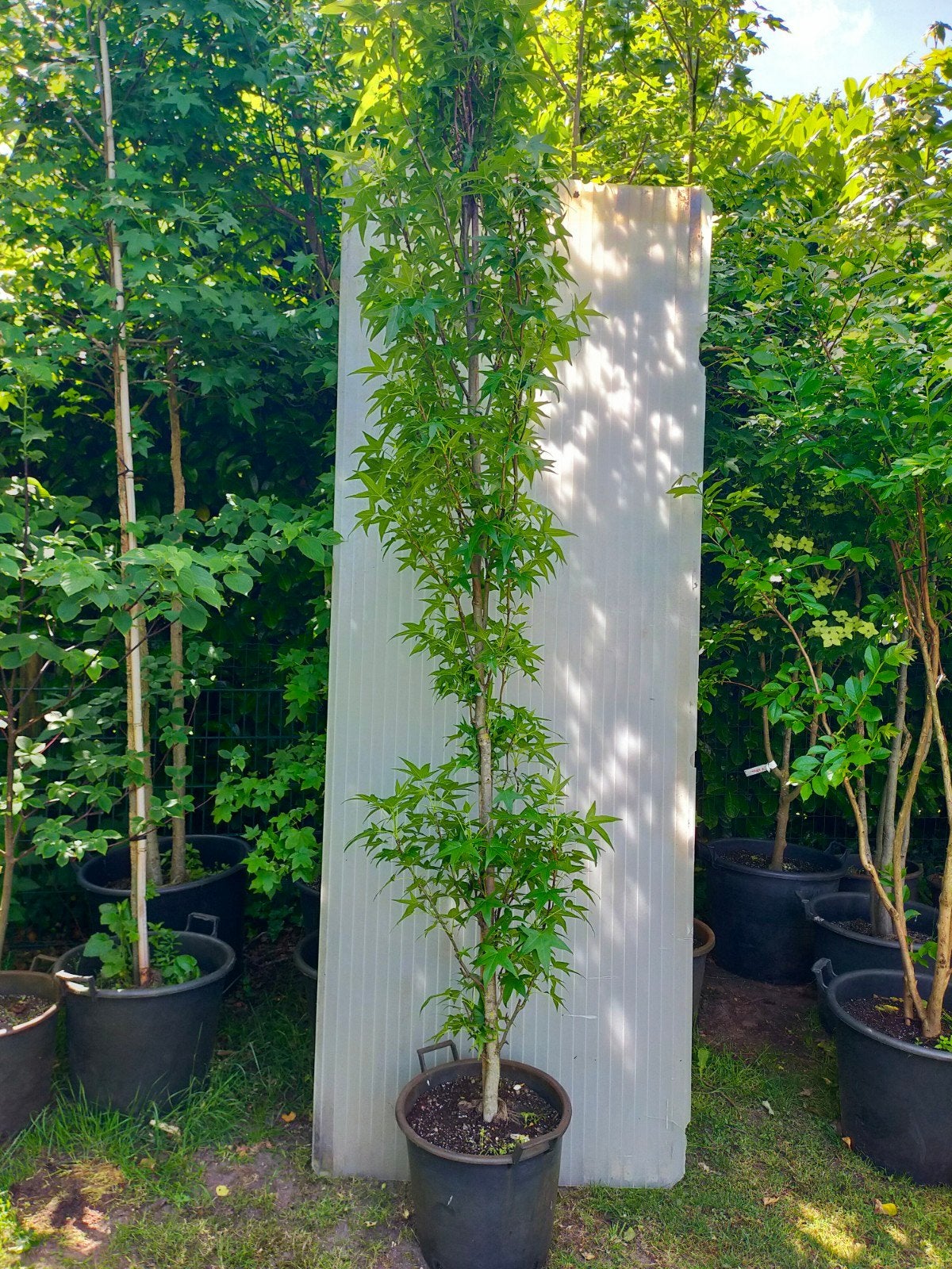 Zuilamberboom, Bloeit niet, 250 tot 400 cm, Zuilboom, Ophalen