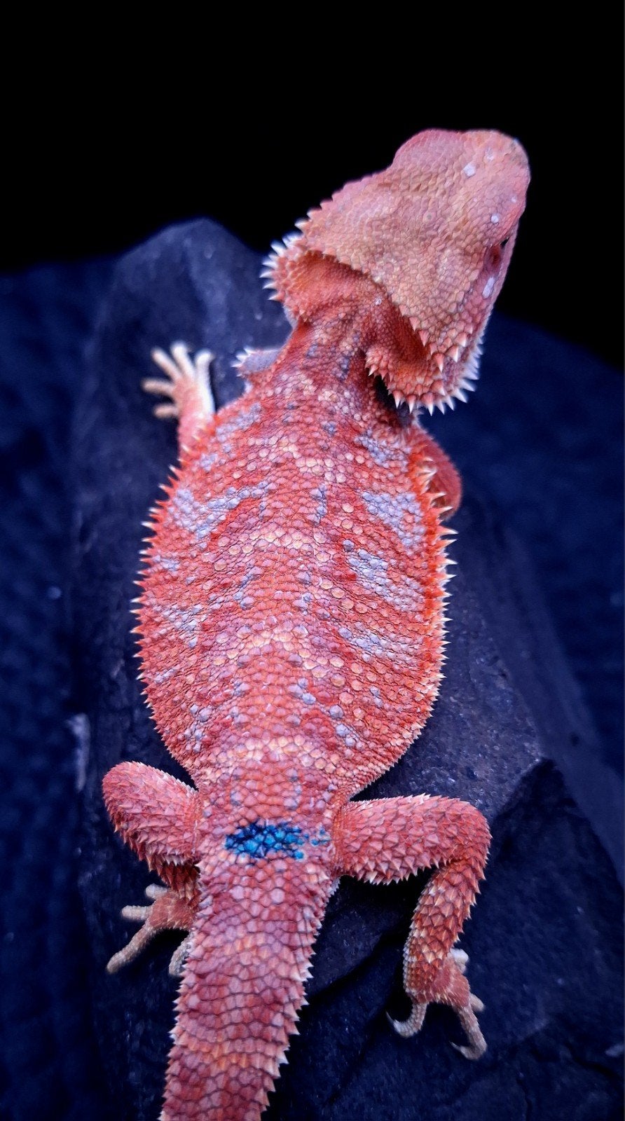 Red Hypo Blue Tiger Baardagaam Man veel blauw ! Bearded Dragon photo 3