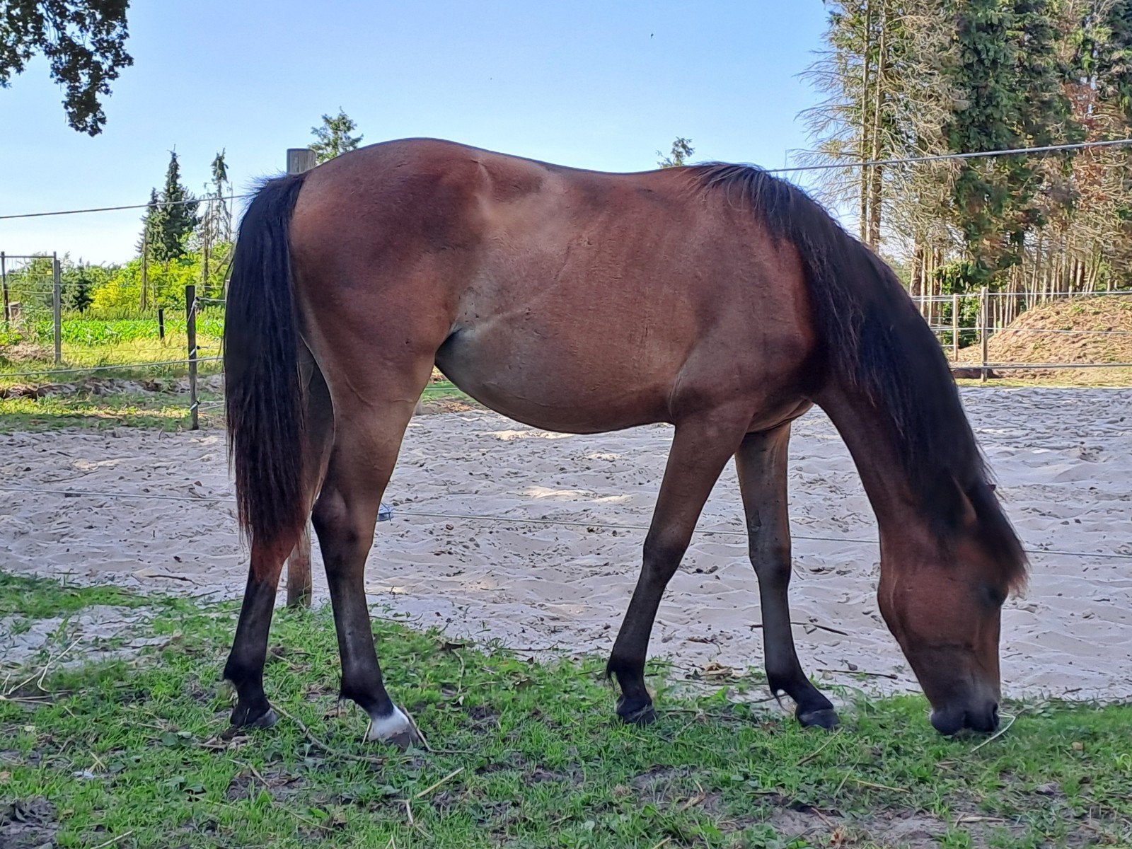 Jaarling new forest merrie van tongerenhof, Dieren en Toebehoren, Paarden, Merrie, Dressuurpaard, 0 tot 2 jaar