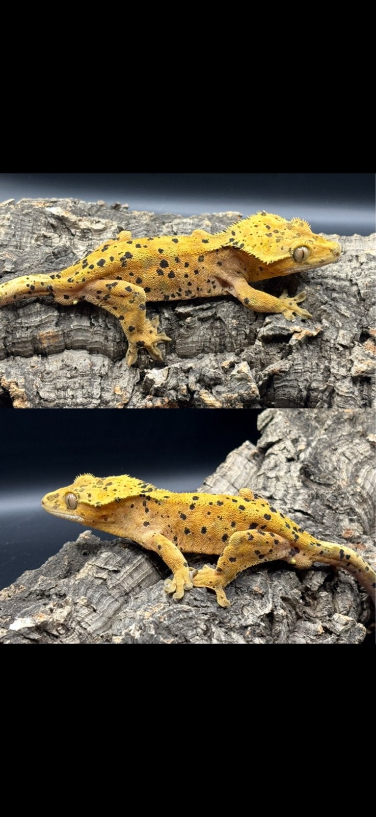 Correlophus ciliatus - Crested Gecko - Wimpergekko, Dieren en Toebehoren, Hagedis, 0 tot 2 jaar
