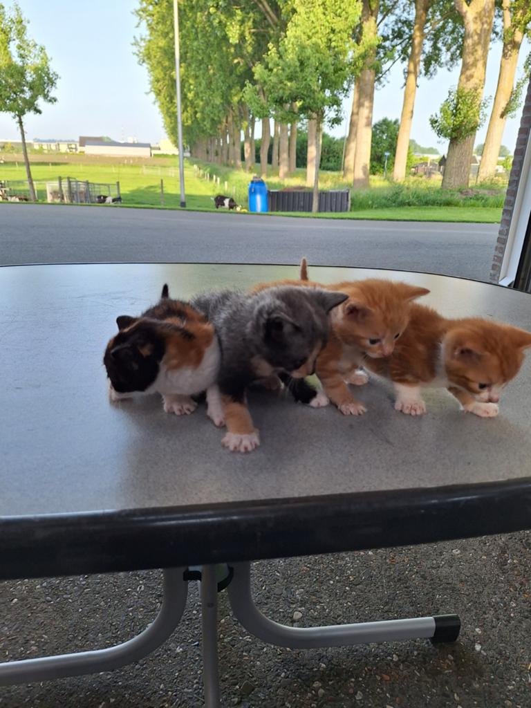 Te koop, mooie boerderijkittens, kittens, torti, lapje, Dieren en Toebehoren, Katten en Kittens | Overige Katten, Meerdere dieren