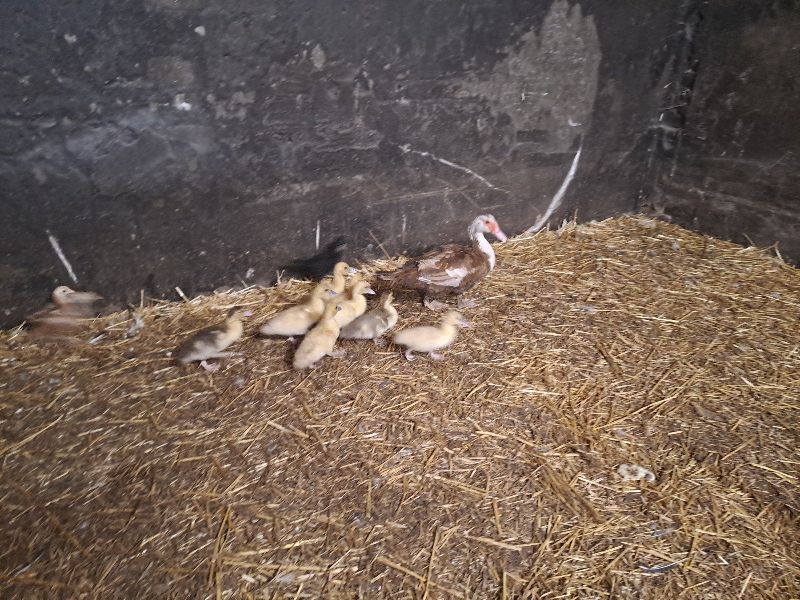 muskus eend met 8 kuikens, Dieren en Toebehoren, Pluimvee, Geslacht onbekend, Eend