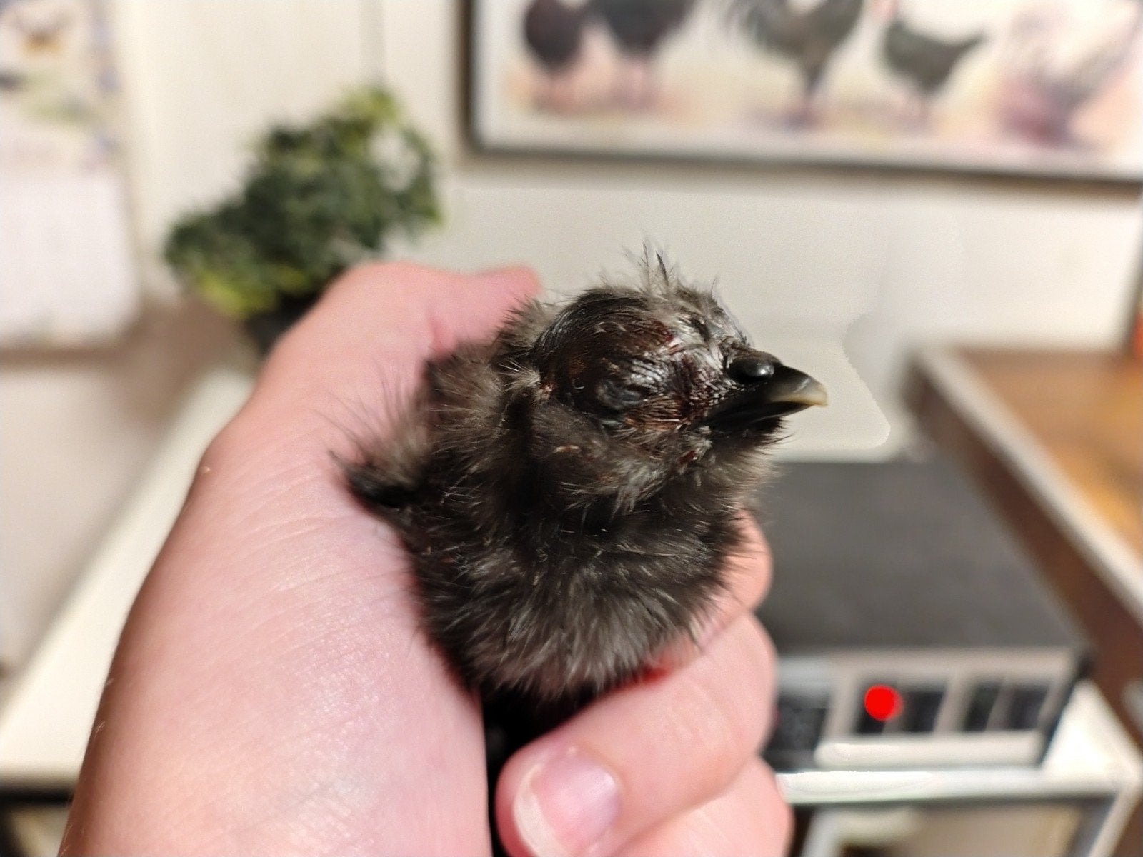 Zijdehoen kriel kuiken net uit het ei, Dieren en Toebehoren, Geslacht onbekend, Kip