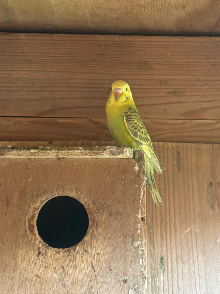 Net uitgevlogen grasparkietjes, Dieren en Toebehoren, Parkiet