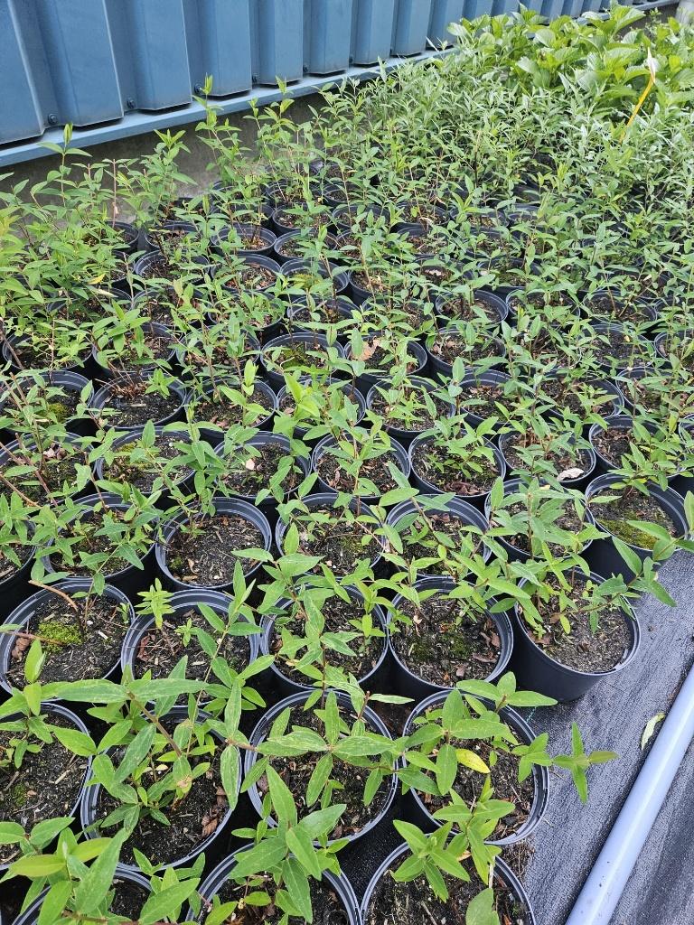 partij hypericum, Volle zon, Vaste plant, Zomer, Ophalen