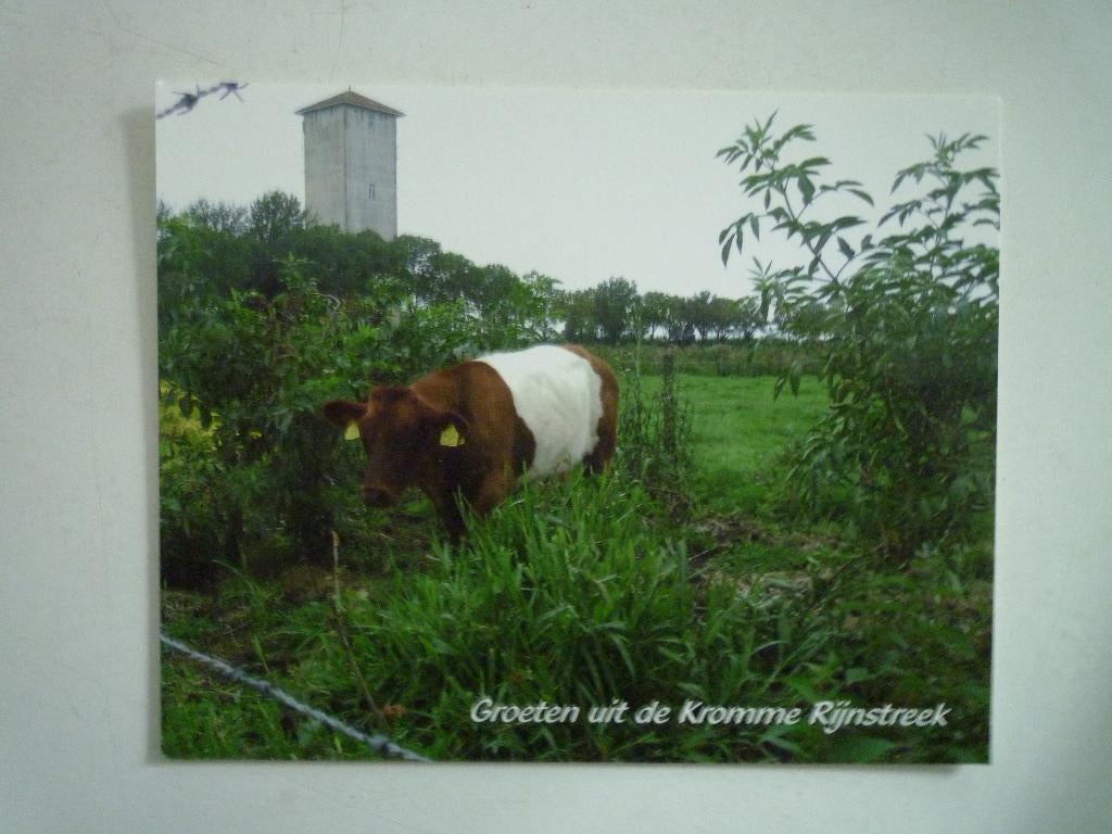 Groeten uit de Kromme Rijnstreek met koe koeien, Ophalen of Verzenden, 1940 tot 1960, Gelderland