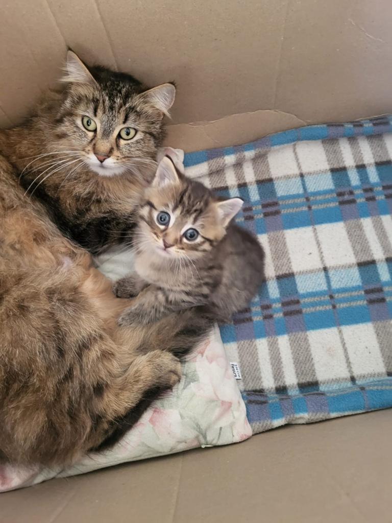 Mancion x boskat, Dieren en Toebehoren, Kater, 0 tot 2 jaar