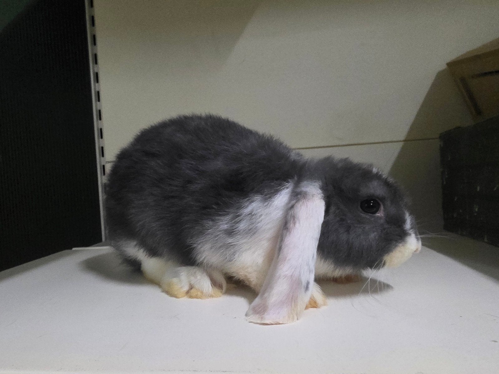 Rammen, Mannelijk, Middelgroot, Hangoor, 0 tot 2 jaar