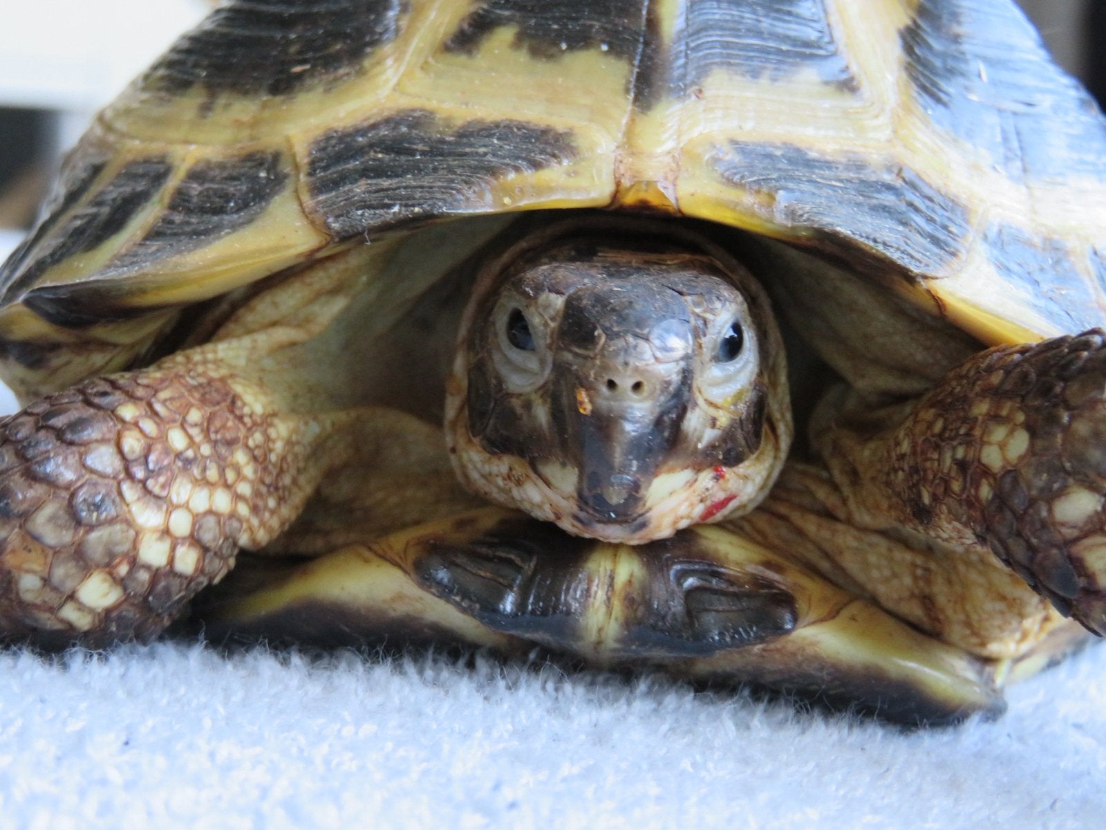 Reptielen feestje / gastlezing, Hagedis, 0 tot 2 jaar