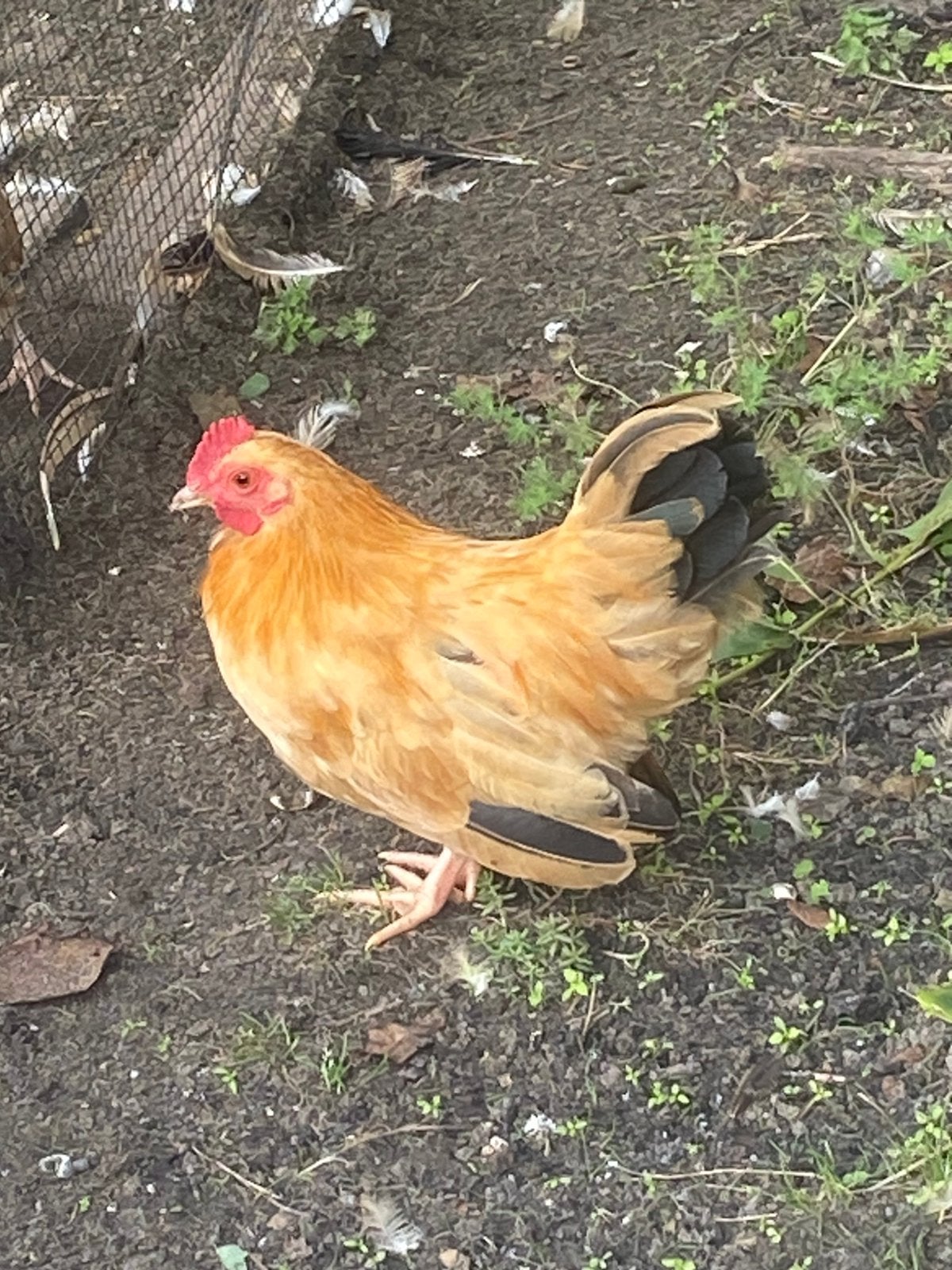 Chabo haantje, Dieren en Toebehoren, Mannelijk, Kip