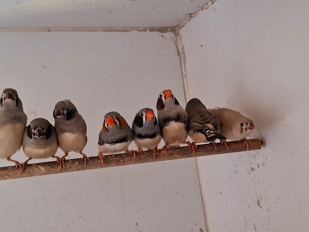 Mooie zebravinken van 2026, Dieren en Toebehoren, Vogels | Overige Vogels, Meerdere dieren, Tropenvogel