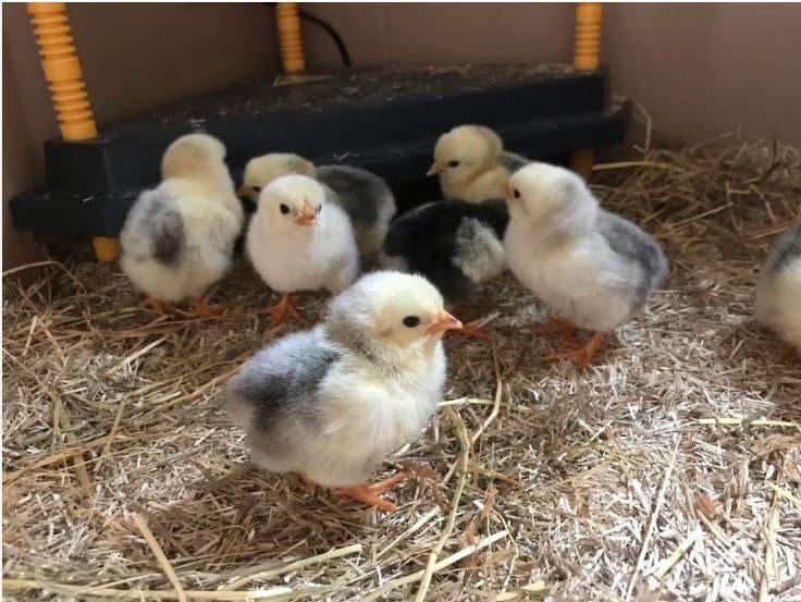 Kuikens. Wyandotte., Dieren en Toebehoren, Meerdere dieren, Kip