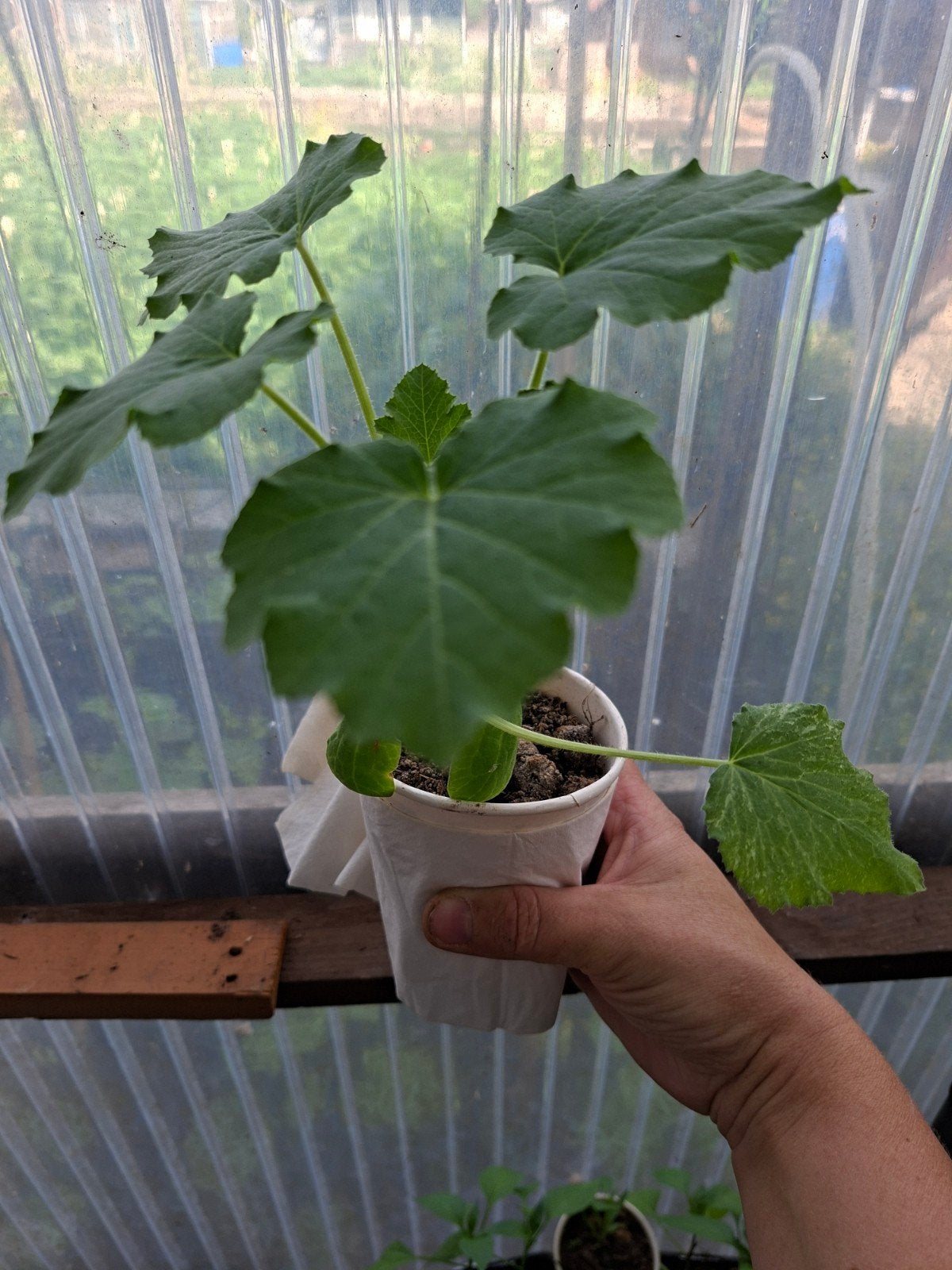 Courgette plantjes voor in de moestuin, Tuin en Terras, Ophalen, Eenjarig, Groenteplanten, Volle zon