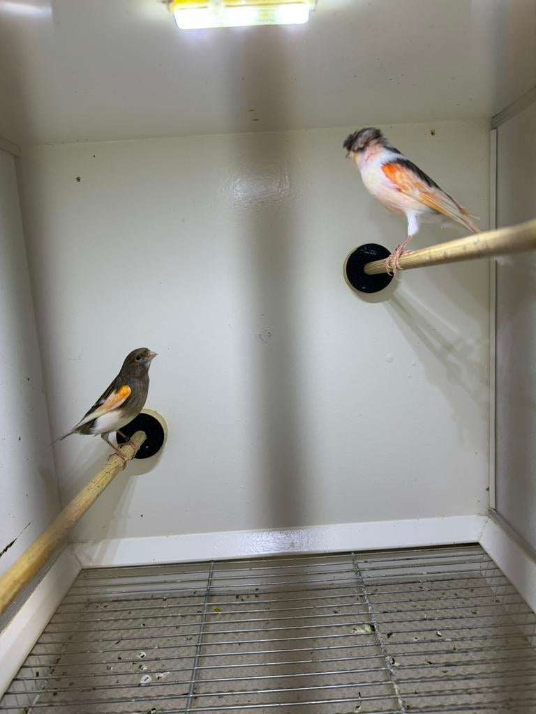 Harlekijn kanaries koppel, Dieren en Toebehoren, Vogels | Overige Vogels, Meerdere dieren