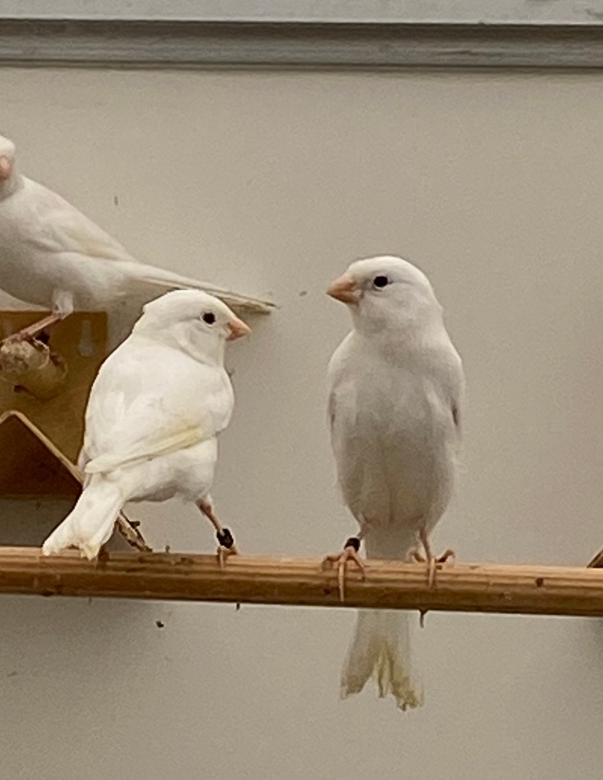 Te koop witte kanaries 2026, Dieren en Toebehoren, Meerdere dieren, Kleurkanarie