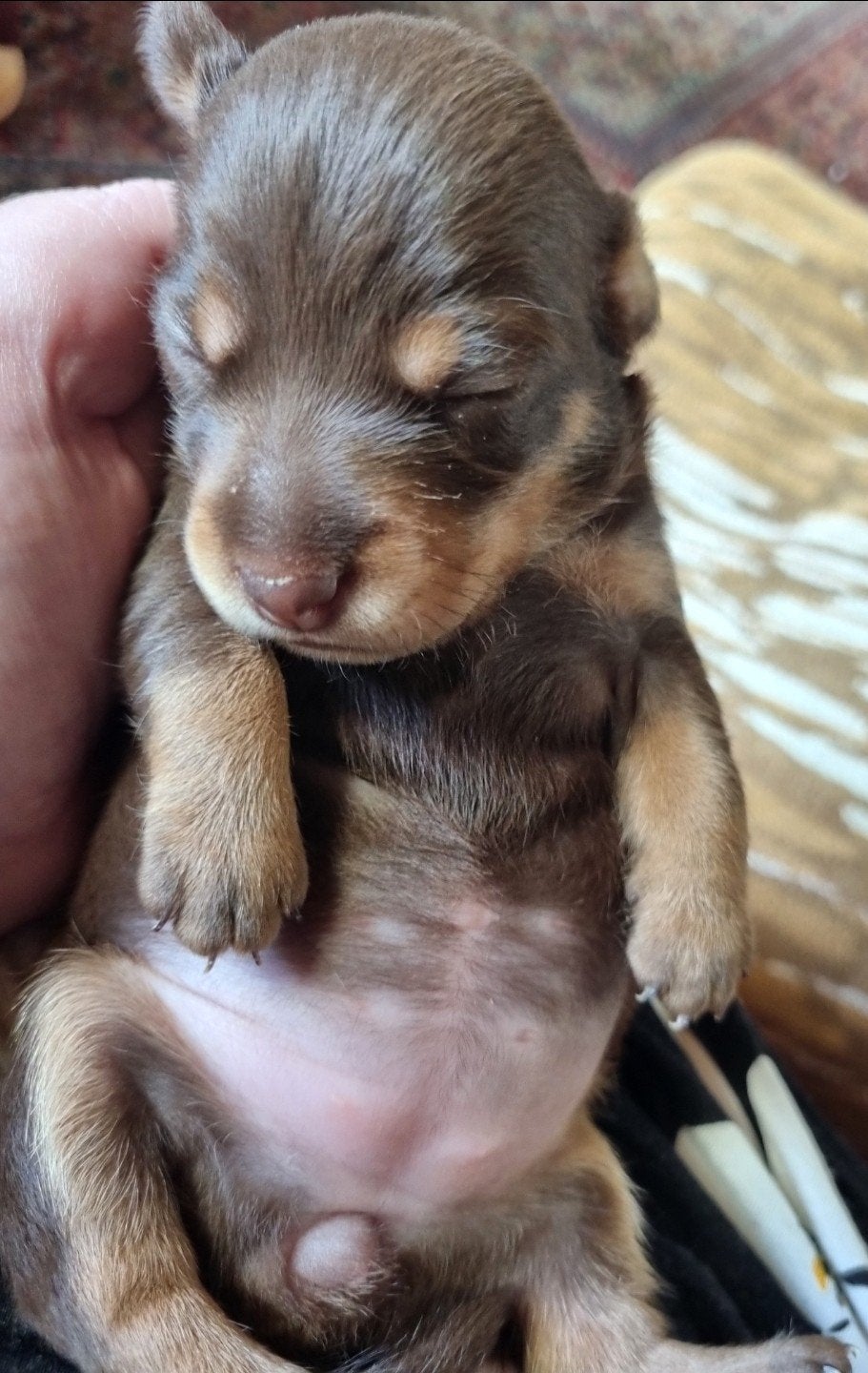 Lieve Jack Russel pup liver & tan, Dieren en Toebehoren, Honden | Jack Russells en Terriërs, Jack Russell Terriër, 8 tot 15 weken