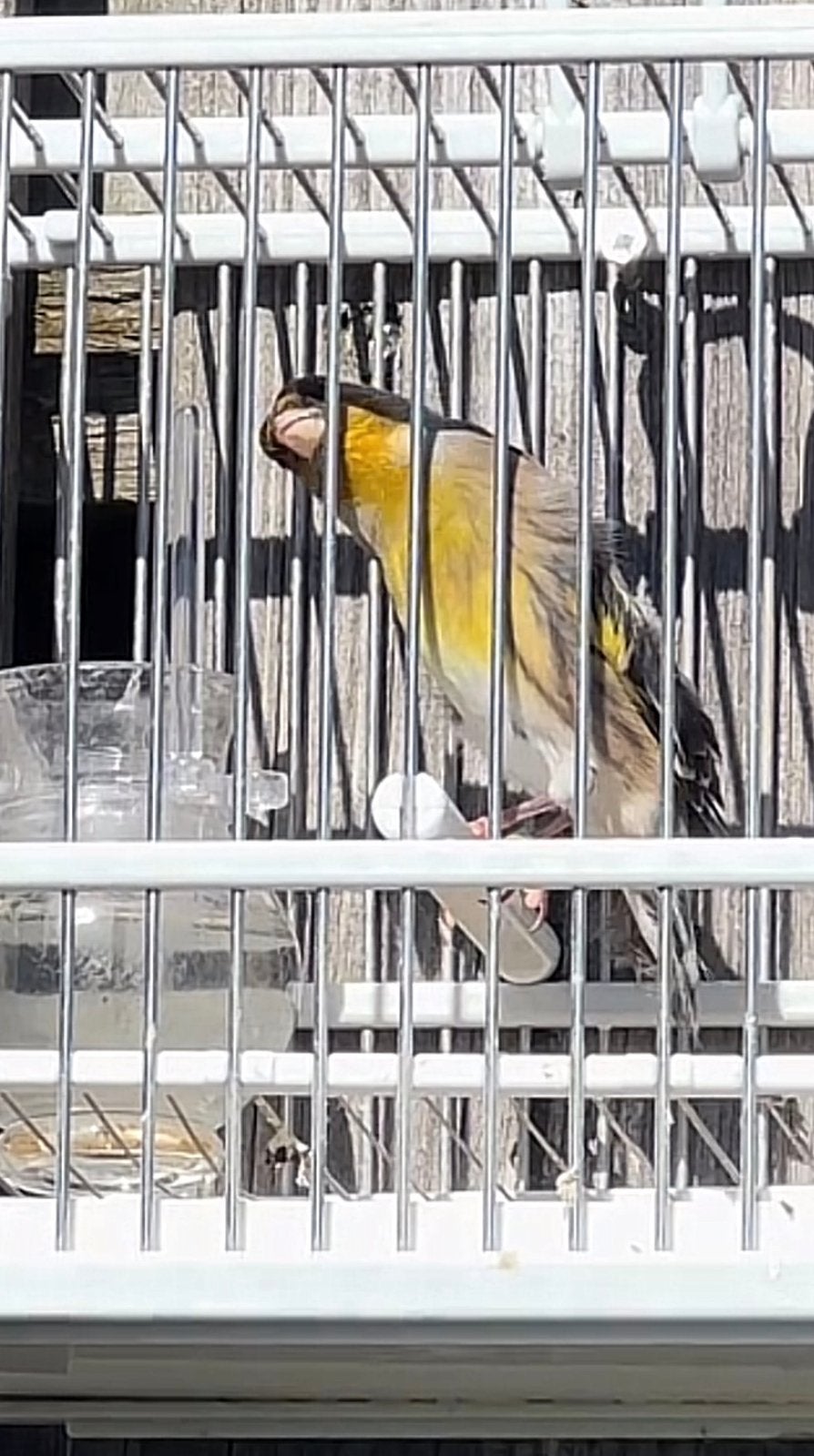 Putter bastaard man 2026 widani, Dieren en Toebehoren, Mannelijk, Wildzangvogel, Geringd
