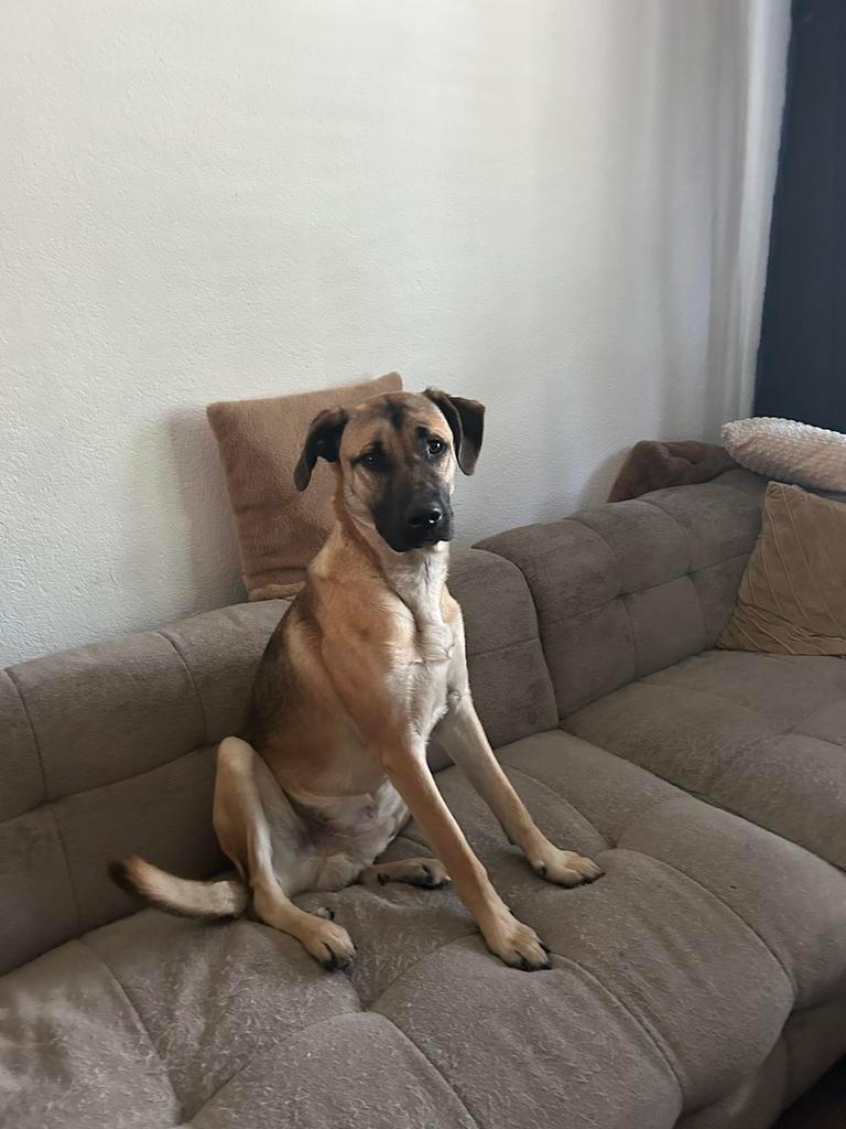 Kruising Amerikaanse bulldog - Herder, 15 weken tot 1 jaar, Reu, Eén hond, Herder