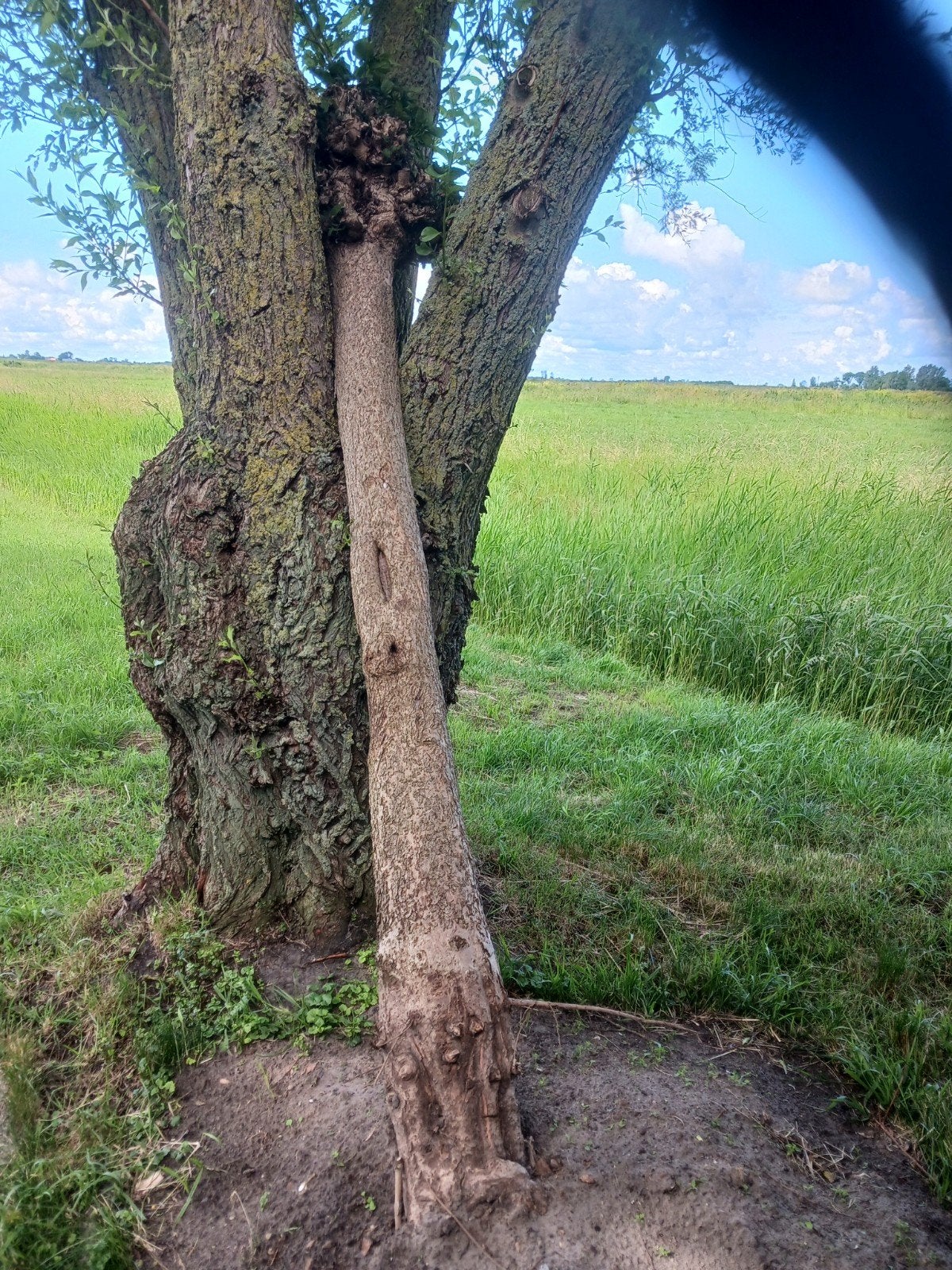 Boom catalpa, Ophalen, Zomer, Volle zon, Overige soorten