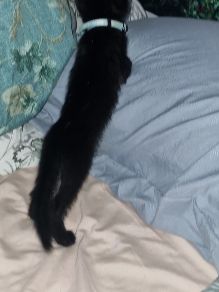 kitten, Dieren en Toebehoren, Katten en Kittens | Raskatten | Korthaar, Meerdere dieren, Ontwormd, 0 tot 2 jaar