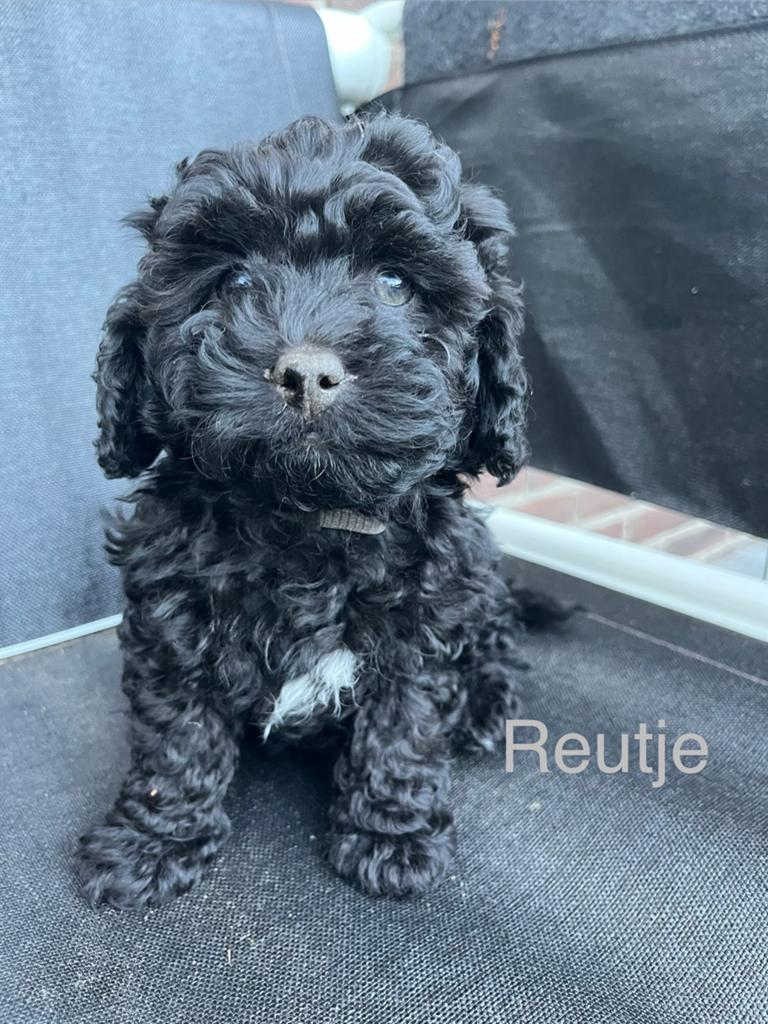 Maltipoo pups, Overige rassen, Meerdere, Meerdere dieren, Nederland