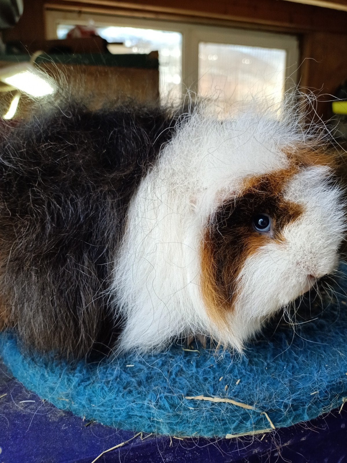 Ch teddy zeugje zoekt een fijn huisje, Dieren en Toebehoren, Februari, Vrouwelijk, Cavia