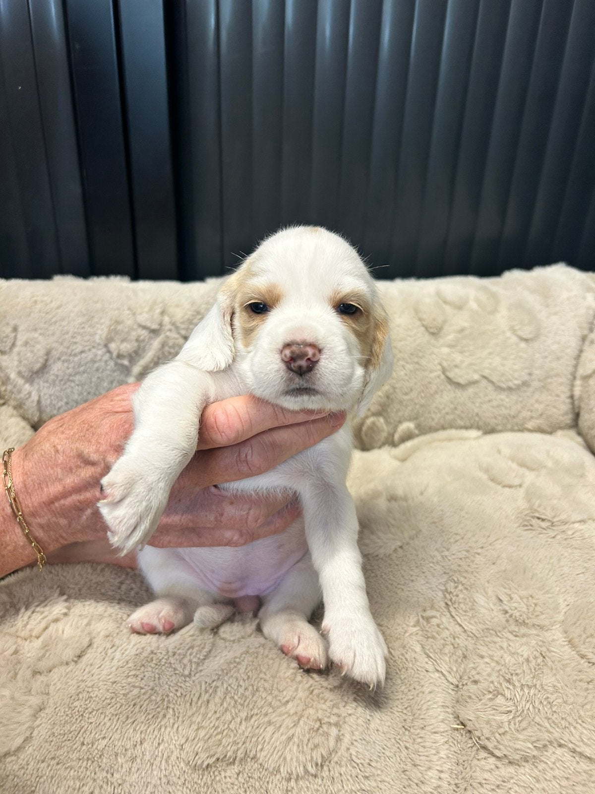 Bocker pups te koop!, 8 tot 15 weken, Meerdere, Meerdere dieren, Klein