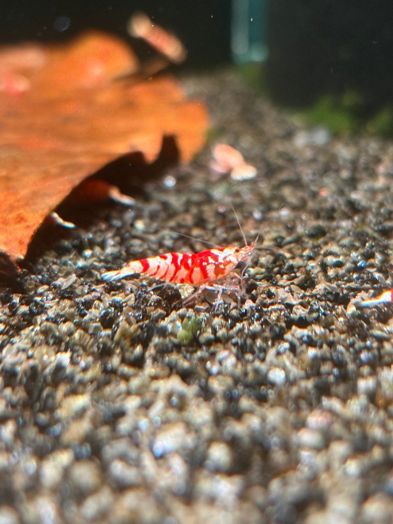 Caridina "Red fancy tiger", Kreeft, Krab of Garnaal, Zoutwatervis
