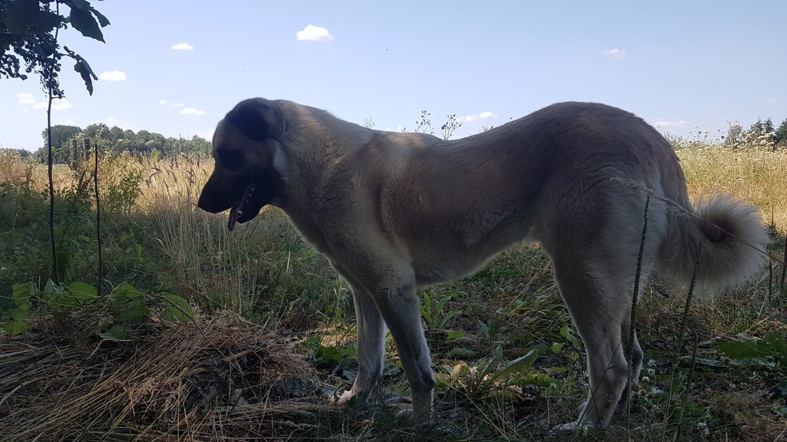 Anatolische herder, kuddebeschermingshond, Particulier, Buitenland, Teef, Parvo
