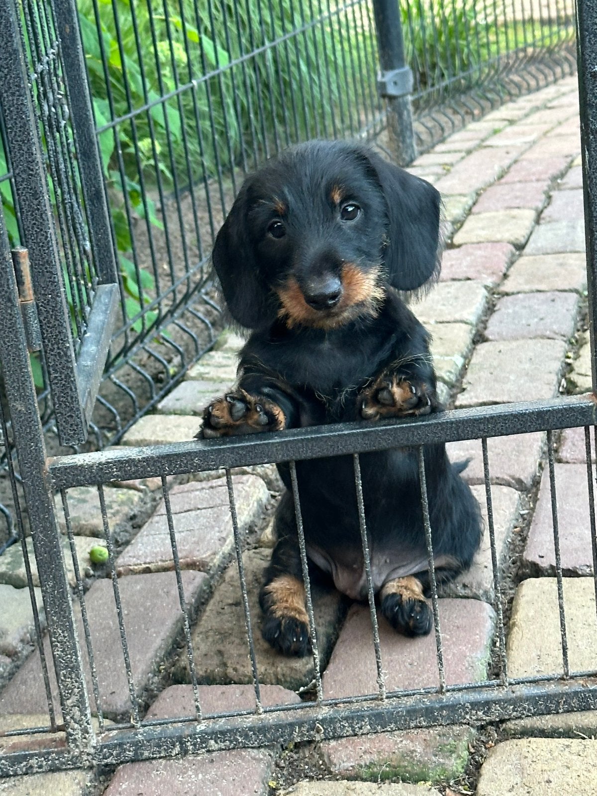 2 prachtige dwergteckel reutjes te koop, Dieren en Toebehoren, Parvo, 8 tot 15 weken, Dwerg, Meerdere