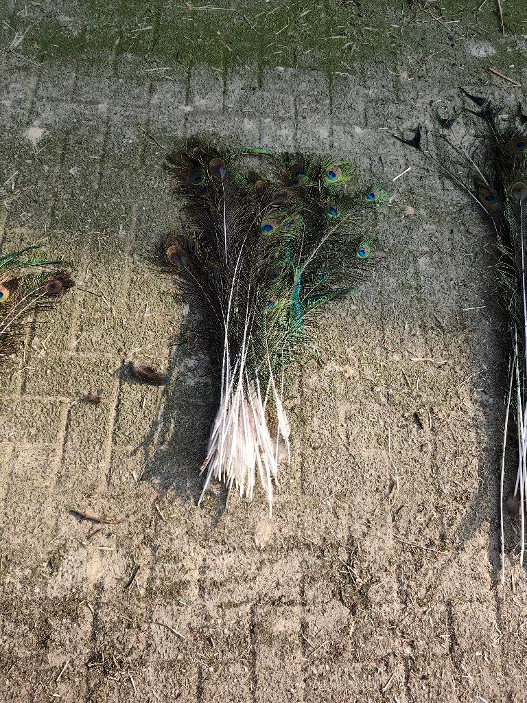 bosje middellange pauwenveren, Huis en Inrichting, Ophalen, Meerkleurig, Natuurlijk materiaal, Landelijk