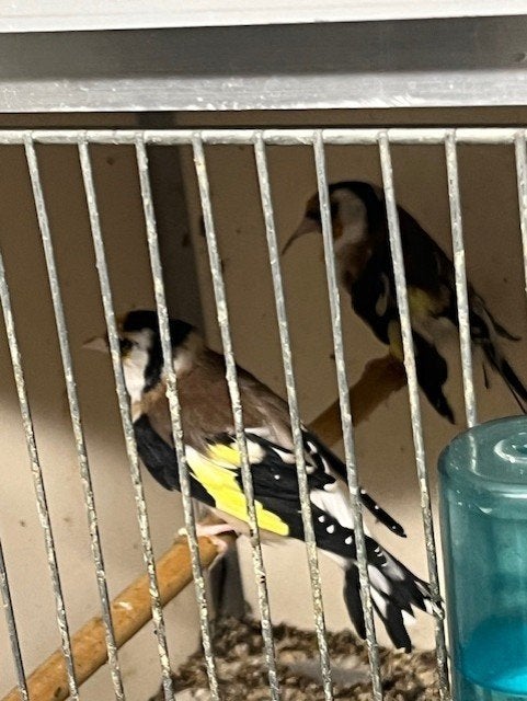 Major putters, Meerdere dieren, Wildzangvogel, Geringd