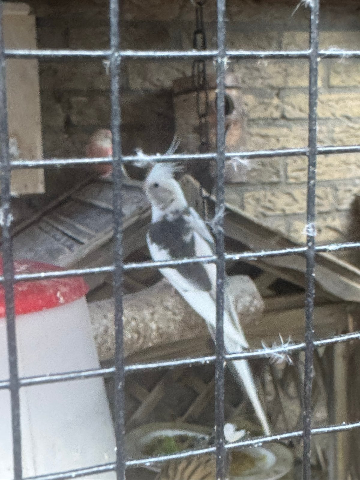 Valkparkiet pop, Dieren en Toebehoren, Vrouwelijk