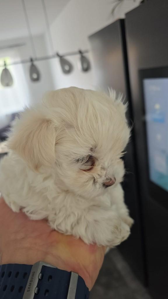 Malshi pups (Maltezer x Shih Tzu) – 1 beschikbaar, Maltezer, 8 tot 15 weken, Parvo, Meerdere
