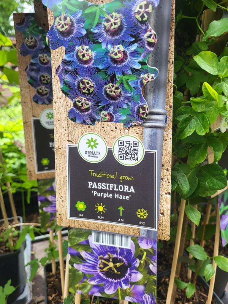 Groot assortiment klimplanten, Ophalen of Verzenden, Overige soorten, Volle zon