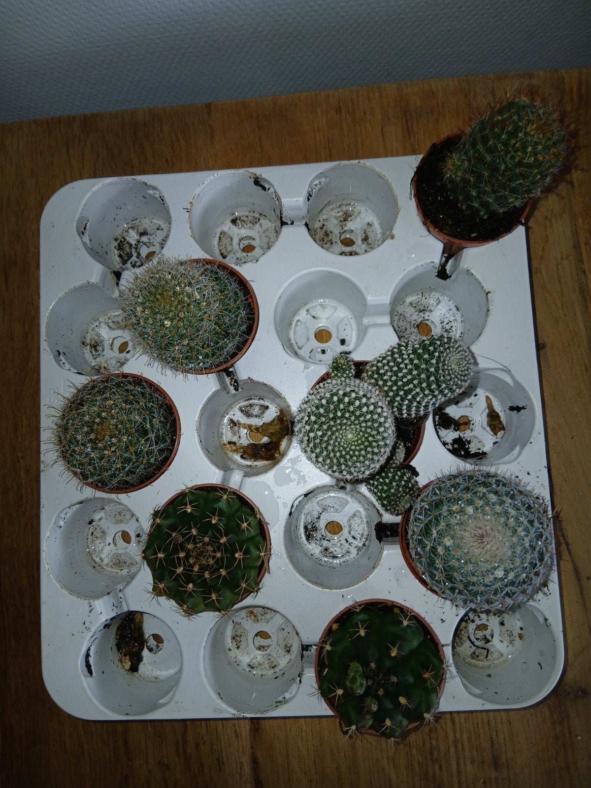 7 x cactus voor 5 euro, Ophalen